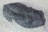 Bargain, Pseudocryphaeus (Cryphina) Trilobite #68668-3